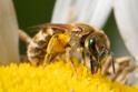 Halictus subauratus (Golden Furrow Bee).jpg